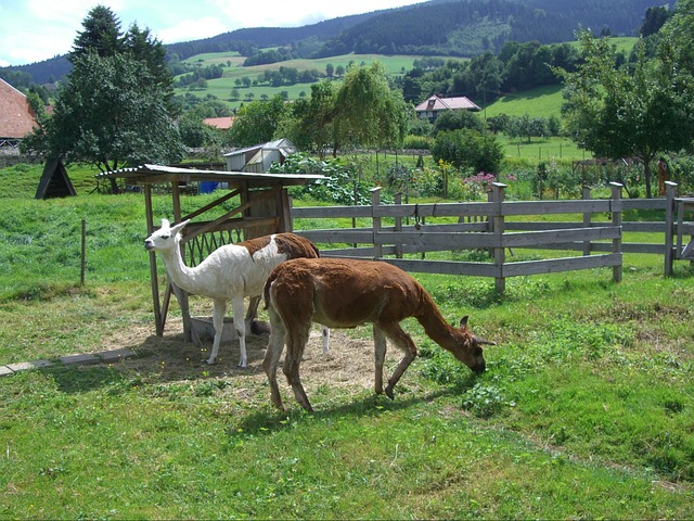 Foto do arquivo: fornecida por 【wazamba】