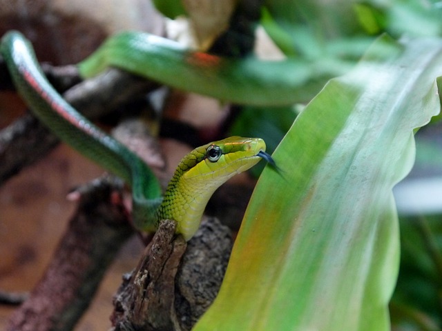 bichos da seda casulo