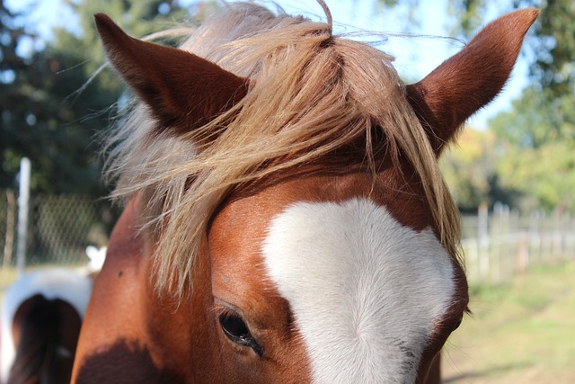 Foto do arquivo: fornecida por 【divine fortune】