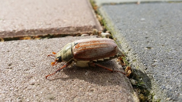 Foto do arquivo: fornecida por 【d2droulette】