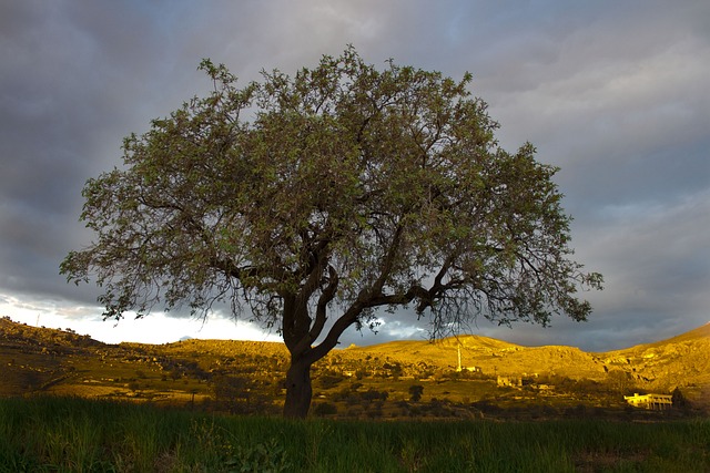 Foto do arquivo: fornecida por 【luckylands】