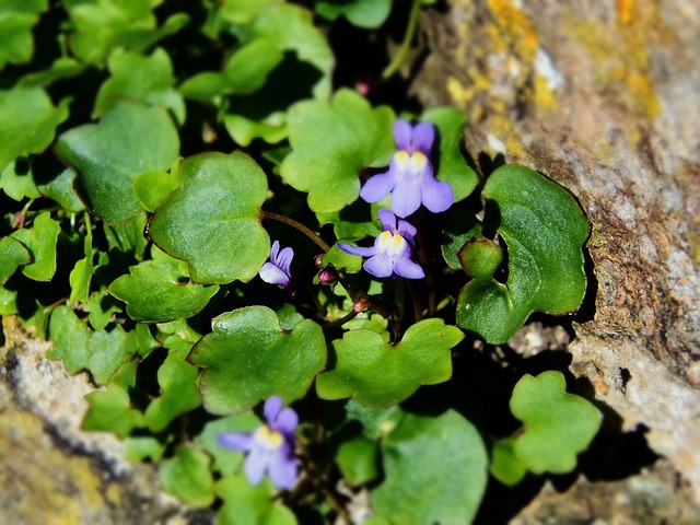 Nova ferramenta Tigrinho