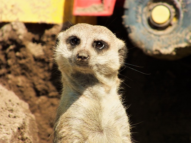 qual é o bicho do dia hoje,o bicho do dia hoje