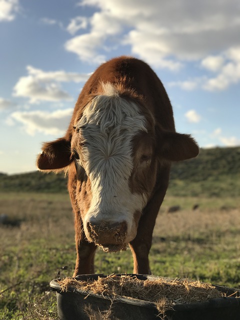 ganhar pix de graça