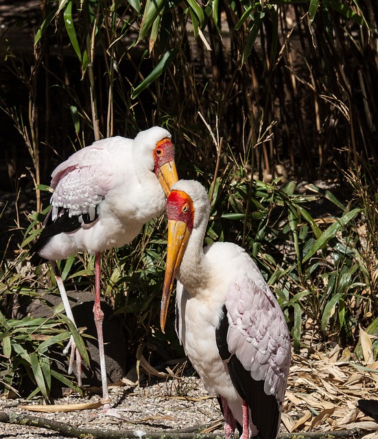 Loteria bicho São Paulo