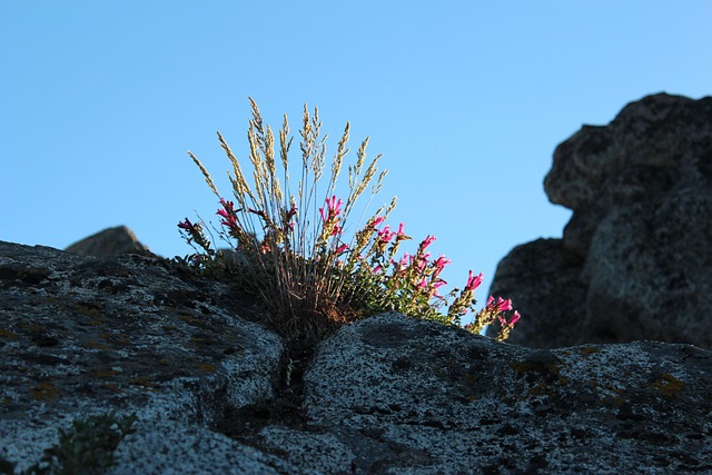 planta quina rosa