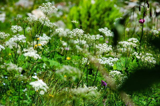 14 centenas de aves são quantas aves