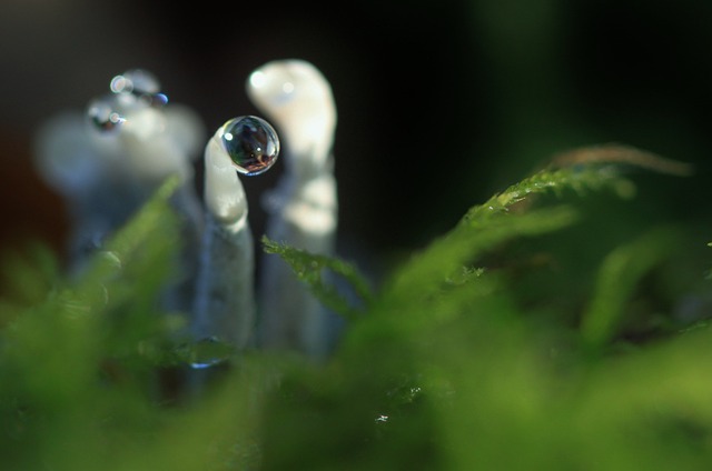 Foto do arquivo: fornecida por 【dragon fortune fountain】