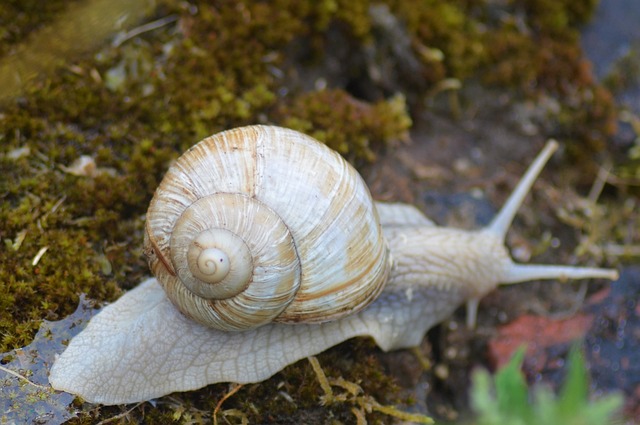 Foto do arquivo: fornecida por 【nk celje】