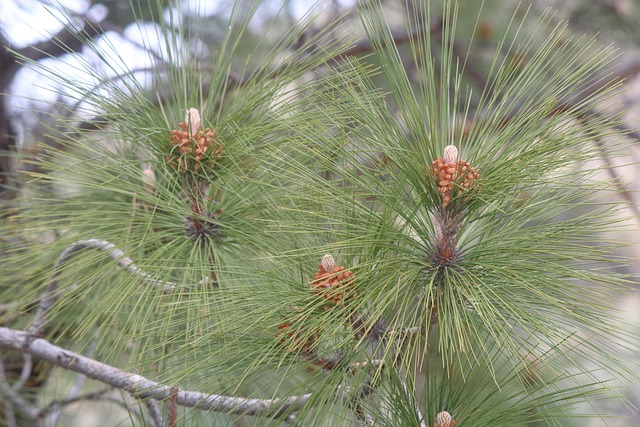 Foto do arquivo: fornecida por 【planta saião】