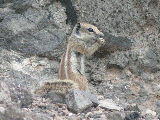 plataforma novas