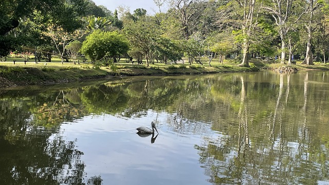 como é bicho de pé