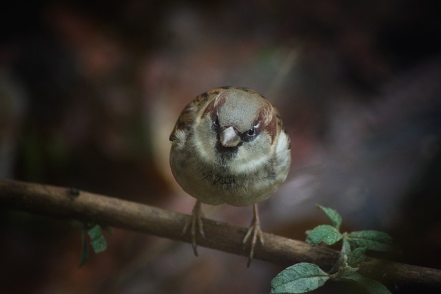 Foto do arquivo: fornecida por 【Dinheiro urgente e garantido de 300 reais via pix】