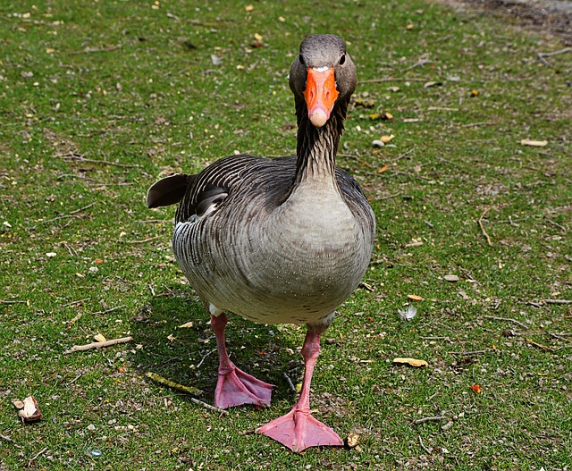 gremio simbolo