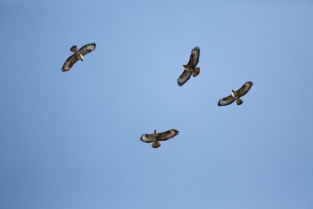 Resultado do jogo de animais em SP