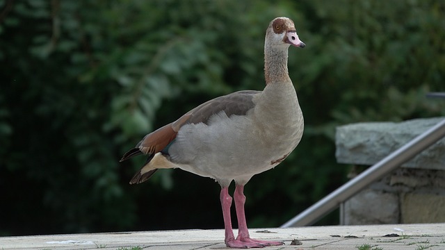 BETCOPA