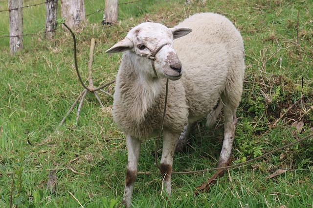 Foto do arquivo: fornecida por 【qual o número do burro no jogo do bicho】