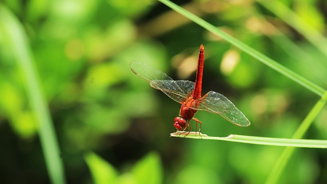 Foto do arquivo: fornecida por 【royal633】