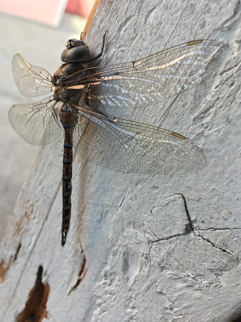 sonhar com bicho de mosca_ varejeira