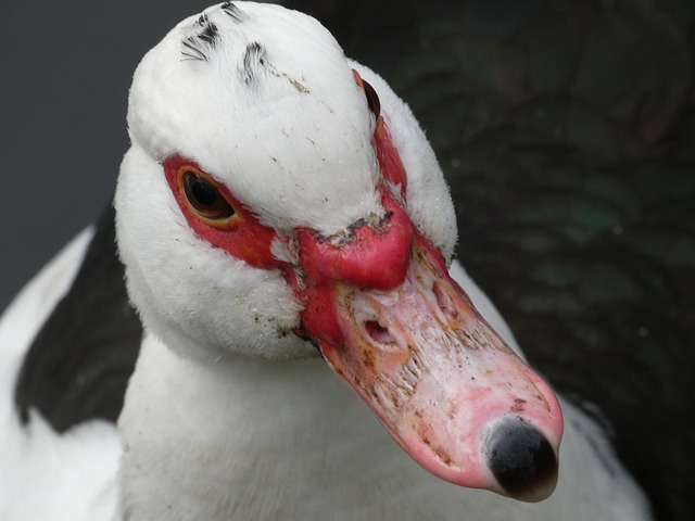 bichos de pelúcia gigante