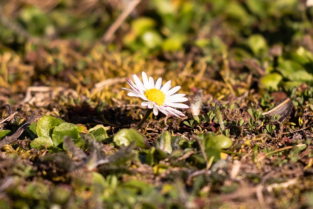 Foto do arquivo: fornecida por 【ddpcshares】