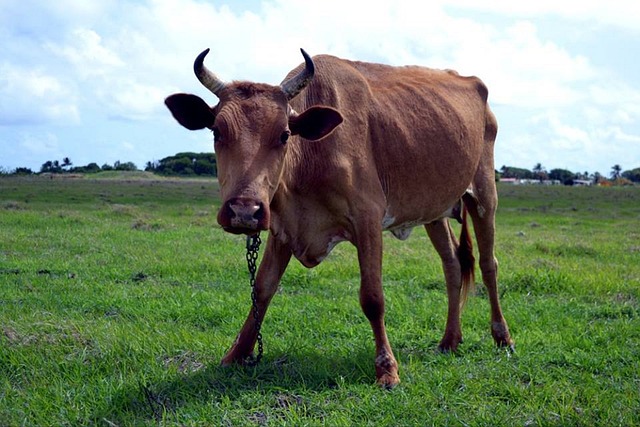 cruzeiro hoje jogo