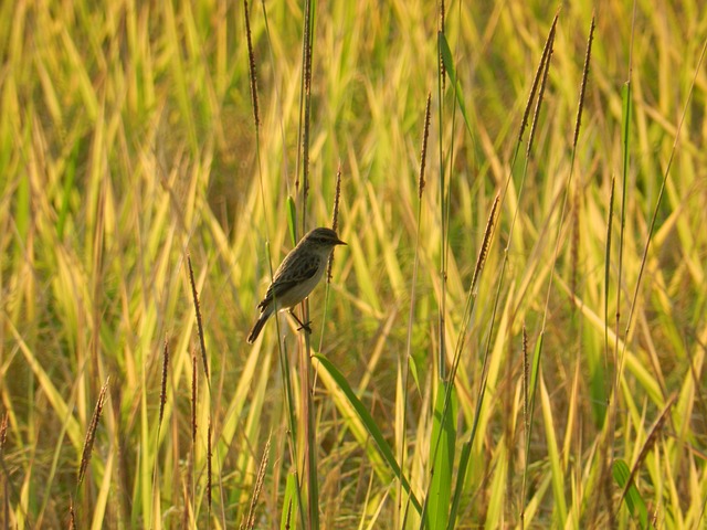 bicho cobra