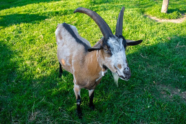 ca osasuna b