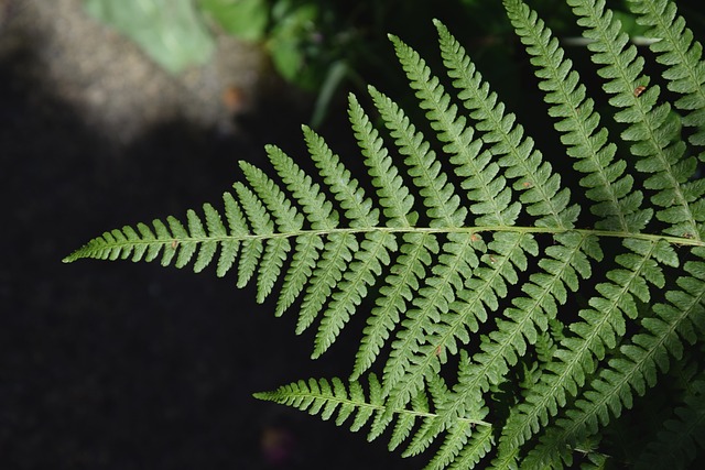 Foto do arquivo: fornecida por 【apollo g humildade】