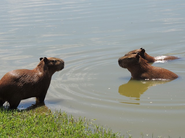 Sorteio do animal em São Paulo