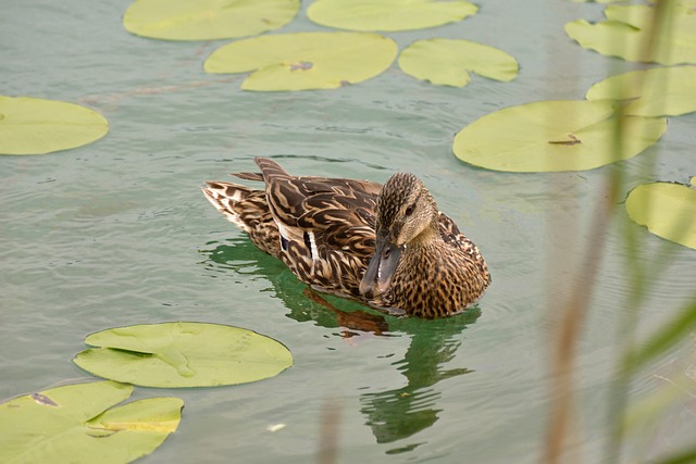 Foto do arquivo: fornecida por 【babe168】