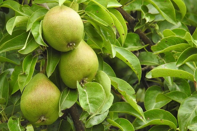 Foto do arquivo: fornecida por 【fortuna fruta】