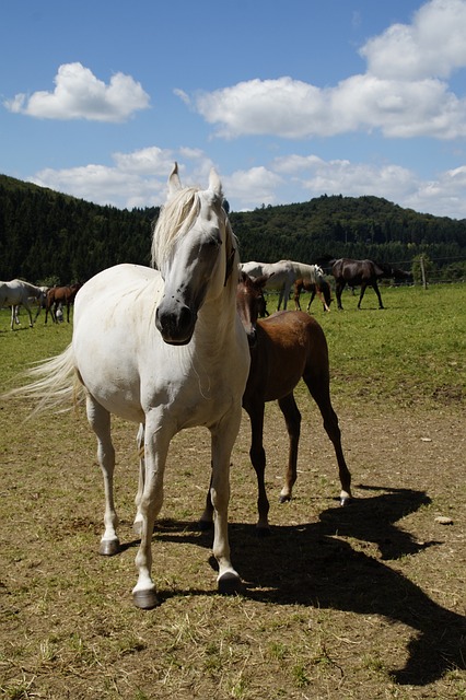 bolacha cassino