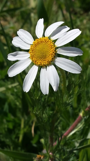 white poker chips