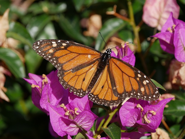 Fortune Tiger plataforma lucrativa