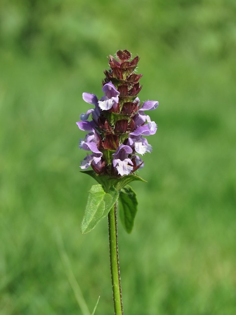 padaria gaúcha cassino