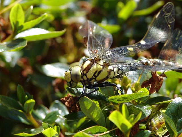 Foto do arquivo: fornecida por 【pgslotspy】