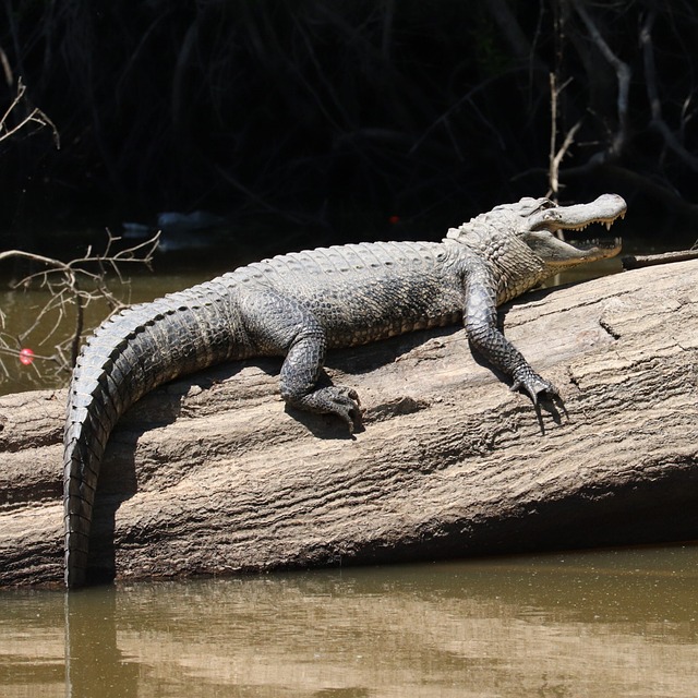 resultado do bicho de pernambucoresultado bicho de pernambuco