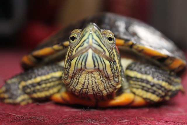 Foto do arquivo: fornecida por 【resultado da loteria popular de pernambuco de hoje】