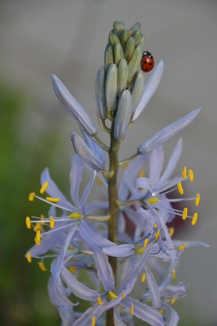 foto de bichos assustadores