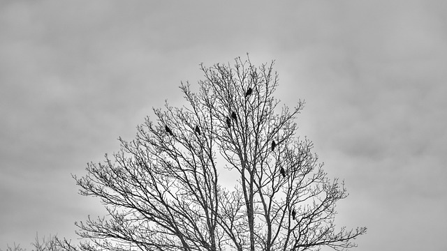 simbolismo das árvores