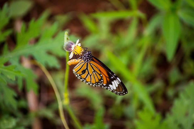 Foto do arquivo: fornecida por 【Onde obter mais no Fortune Tiger】