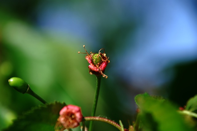 Foto do arquivo: fornecida por 【bicho quati】