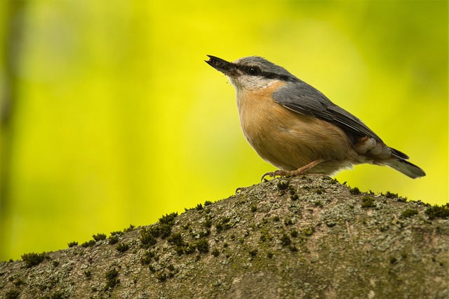 foto de bicho de pé_ no pé