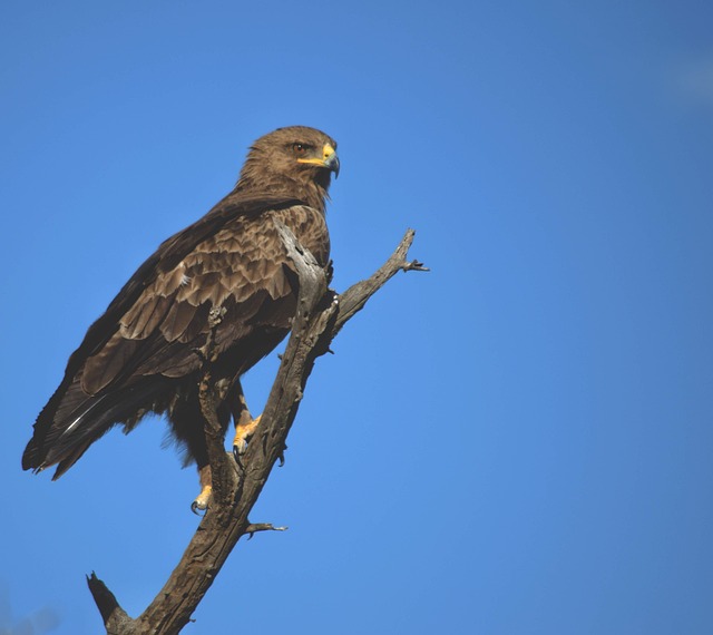 qual a puxada da borboleta no jogo do bicho