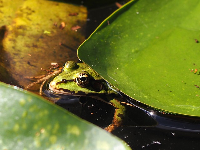 fortune frog slot