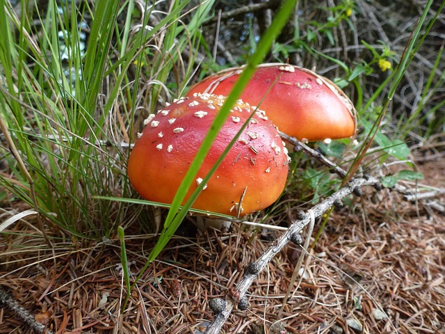 Foto do arquivo: fornecida por 【muticanas】