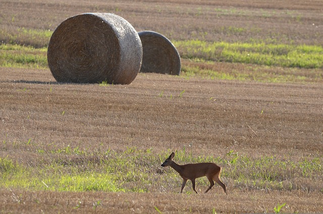 Foto do arquivo: fornecida por 【ganhar dinheiro online】