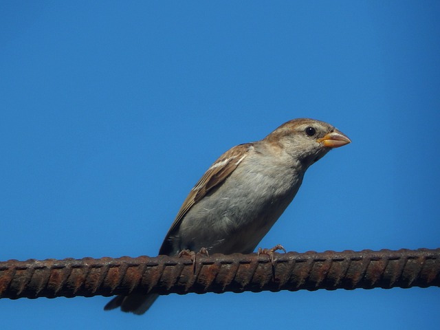 qual o palpite do bicho para hoje