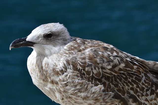 bicho pelucia